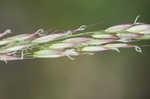 Giant cutgrass